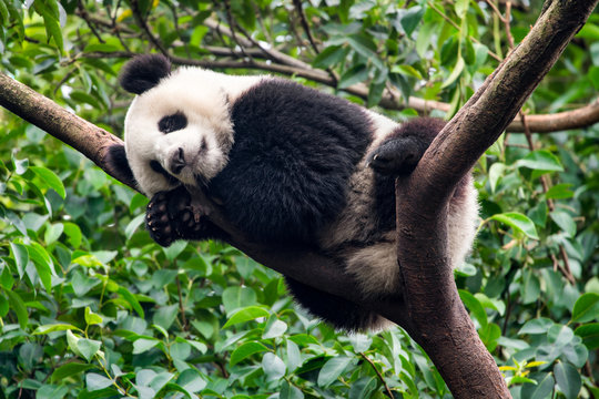Fototapeta Großer Panda schläft auf einem Baum