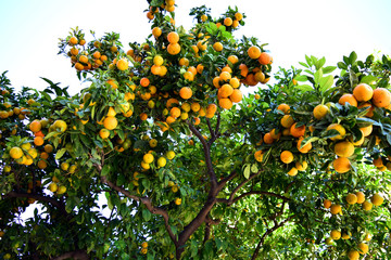 Tangerine Tree with Abundant Fruit 1