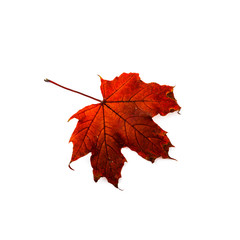 Autumn leaf