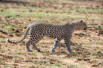 Male Leopard