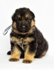 little puppy on a white background