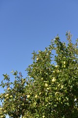 Un albero di mele