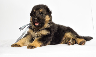 little puppy on a white background