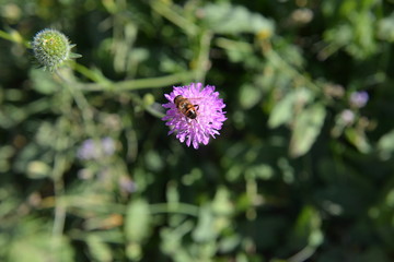 L’ape sul fiore 