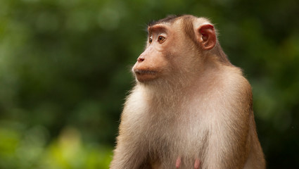 Portrait of a monkey, Borneo
