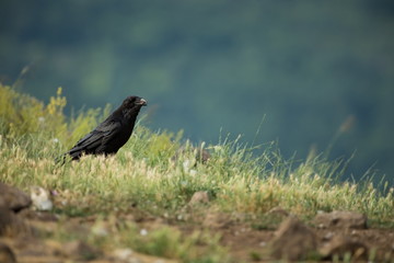 Corvus corax. The wild nature of Bulgaria. Free nature. A beautiful picture of nature. Rhodopes. Mid-sized bird. Mountains in Bulgaria. European wildlife. Madzarovo. River Arda.