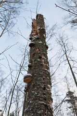Stump of a broken tree trunk in winter forest, low angle view.