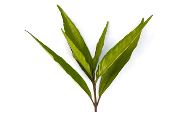 Willow-leaved Justicia medicine flower.