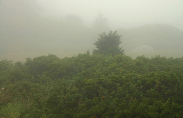 Fog shrouding bushes along beach