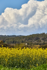 Beautiful colza flowers in spring