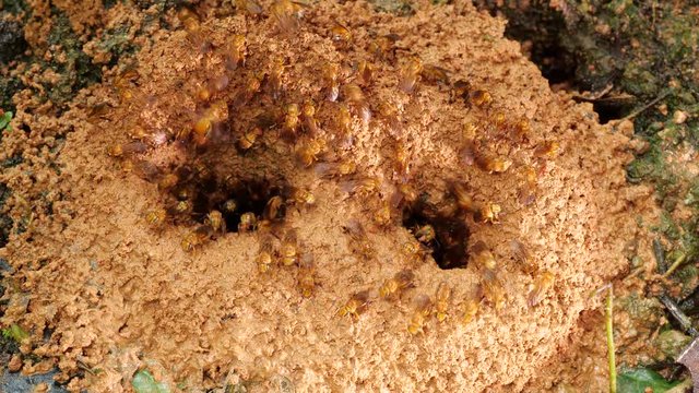 Meliponine bees at the entrance to their nest on the rainforest floor in the Ecuadorian Amazon.