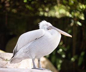 A old Pelican perched 