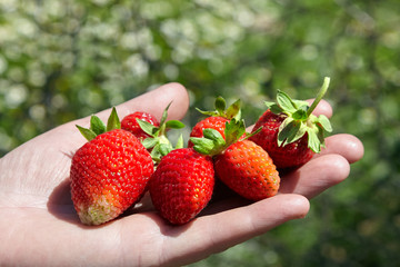 ripe strawberries in a female hand