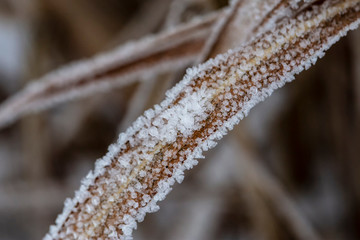Beautiful crystals of frost on the dried plant in the winter cold day. Close-up.