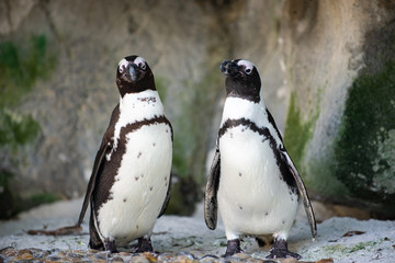 A pair of jackass pengions