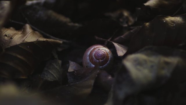 Empty snail house shell, brown color on the ground with dry leafs and  sunlight shining, slider dolly motion, macro shot
