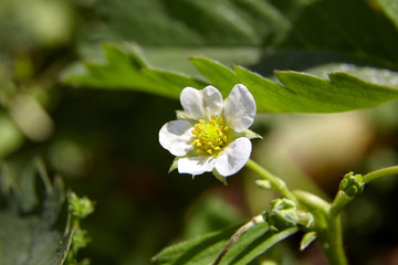 strawberry white flower, bush blooming berry in the garden