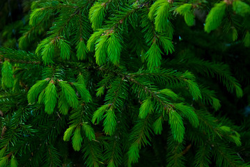 Branches of a young green fir
