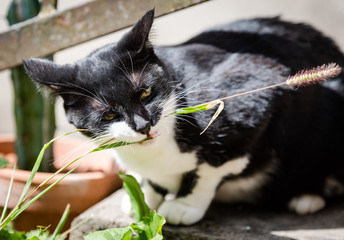 Chat Noir Et Blanc Mange De L Herbe Poster Posters Wallsheaven Phil Erad Chat Noir Et Blanc Mange De L Herbe Poster Posters Wallsheaven Phil Erad
