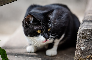 Chat Noir Et Blanc Mange De L Herbe Poster Posters Wallsheaven Phil Erad Chat Noir Et Blanc Mange De L Herbe Poster Posters Wallsheaven Phil Erad