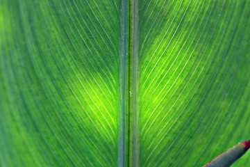 background texture sun sky sunset light flare red green grass field botany garden vegetable garden lines texture macro summer frame bright sunrise weather leaf plant object