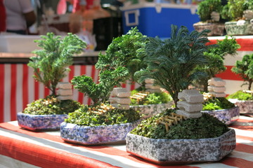 Bonsai na Feira Japonesa em São Paulo