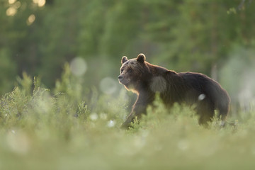 brown bear at summer evening