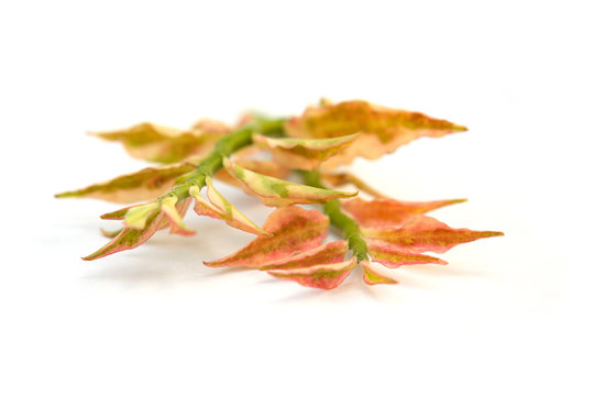 Pedilanthus tithymaloides leaves.