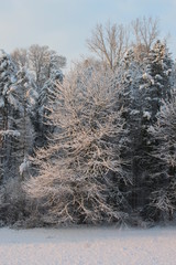 neve