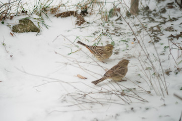 Bird feeder and birds in winter