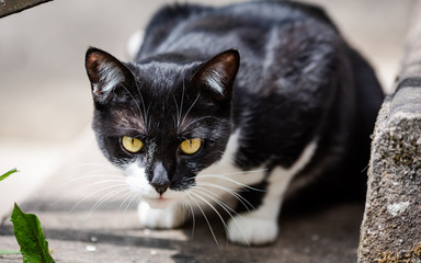 Chat Noir Et Blanc Mange De L Herbe Poster Posters Wallsheaven Phil Erad Chat Noir Et Blanc Mange De L Herbe Poster Posters Wallsheaven Phil Erad