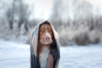 Fototapeta na wymiar cute dog portrait in a scarf on the nature in the snow. Nova Scotia Duck Tolling Retriever, Toller