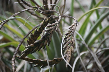 Wild nature of Cuba, Varadero forest