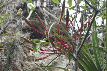 Wild forest, Cuba, Varadero