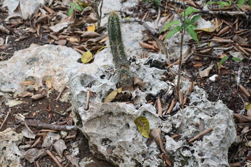 Cactus in wild forest on Cuba, Varadero
