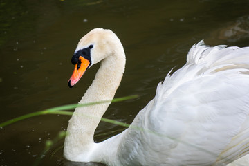 swan on lake