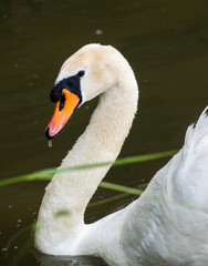 swan on lake