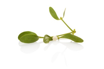 The Common Mistletoe (Viscum album) leaves are used in herbal medicine