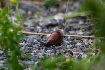 snail on ground