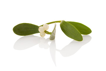 The Common Mistletoe (Viscum album) leaves are used in herbal medicine