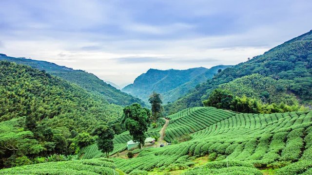 Time Laspe - Tea Plantations Cloudscape in Taiwan - 4K