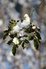 neve
