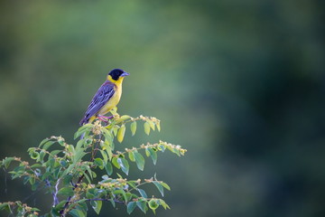 Emberiza melanocephala. The wild nature of Bulgaria. Free nature. A beautiful picture of nature. Rhodopes. A little bird. Mountains in Bulgaria. European wildlife. Madzarovo. River Arda. Bush. Bulgari