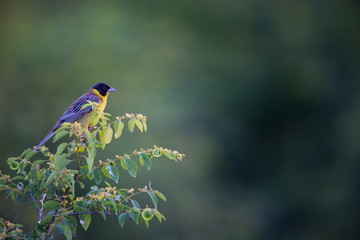 Emberiza melanocephala. The wild nature of Bulgaria. Free nature. A beautiful picture of nature. Rhodopes. A little bird. Mountains in Bulgaria. European wildlife. Madzarovo. River Arda. Bush. Bulgari