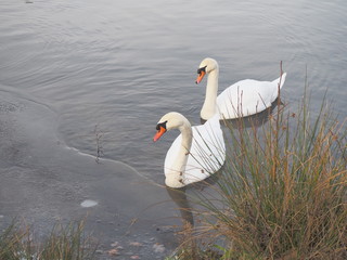2 Schw&auml;ne im Wasser