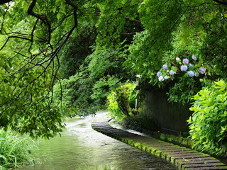 あじさい咲く源兵衛川