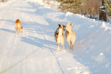 Fototapeta na wymiar Dogs walking on snow.