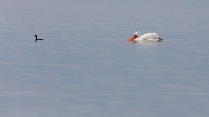 Dalmatian pelican following a cormorant in lake Karatza, Rodopi, Greece