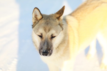 w big dog on snow closes eyes