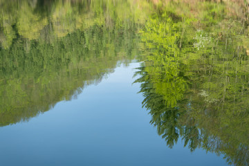 reflection of trees in water